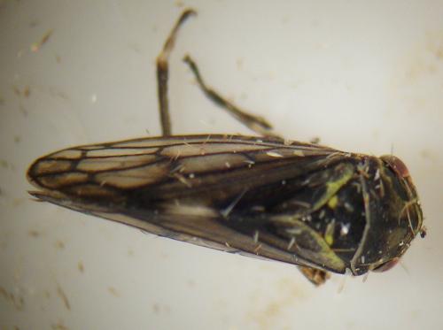 Réf. 256 677 : Oncopsis sp.